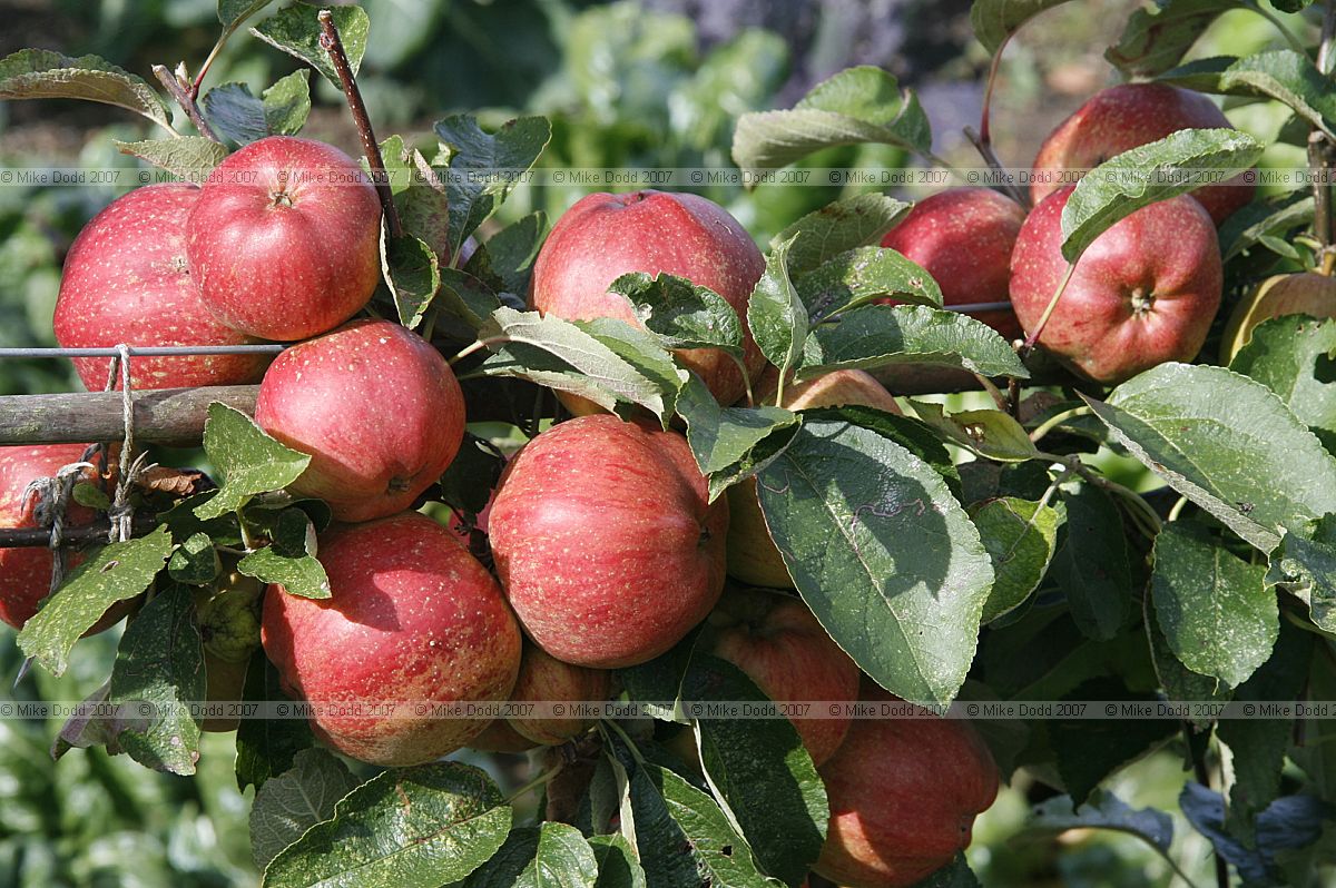Malus domestica Apple 'Norfolk Beefing' from 1698