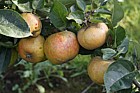 Malus domestica apple 'Ashmead's Kernel'