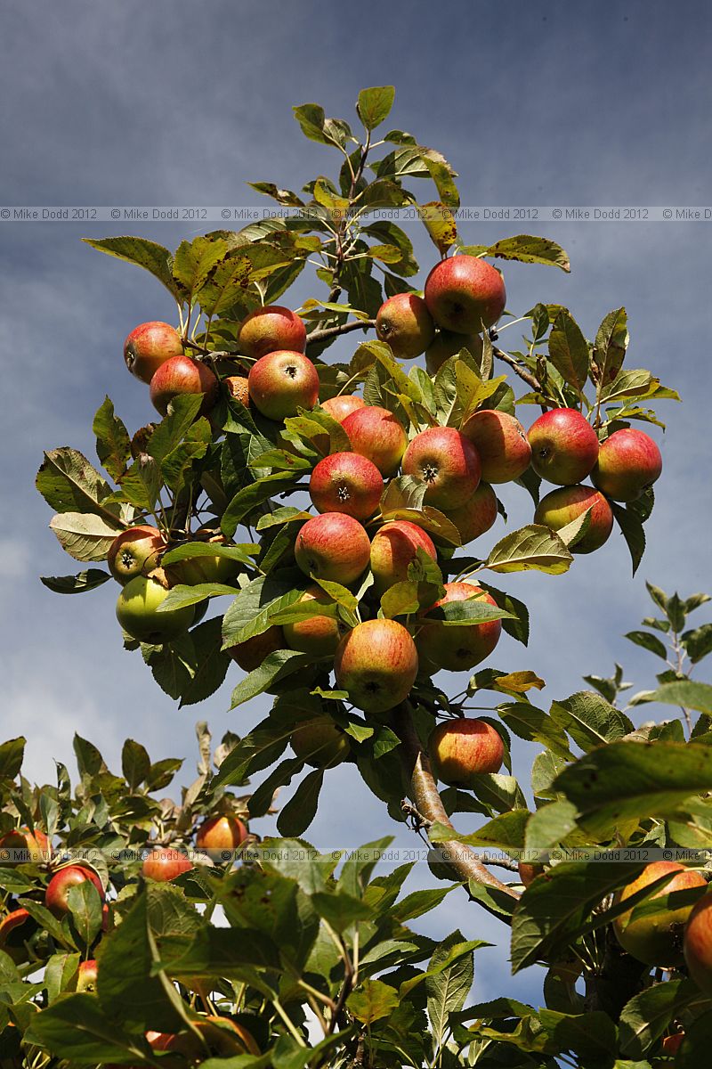 Malus domestica 'Barnack Beauty' Apple