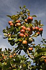 Malus domestica 'Barnack Beauty' Apple