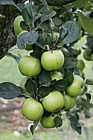 Malus domestica apple 'Bascombe Mystery'