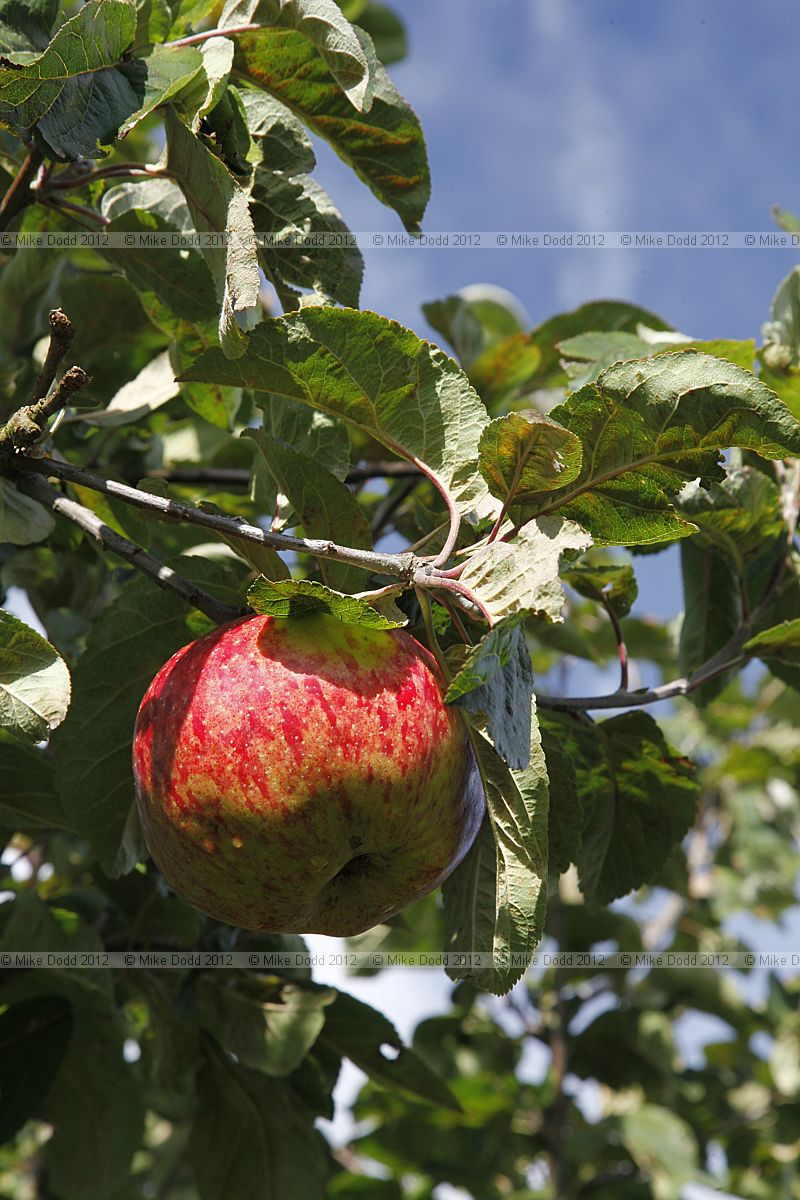 Malus domestica 'Baxters Pearmain' Apple