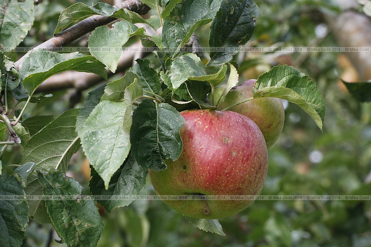 Malus domestica apple 'Belle de Pontoise'