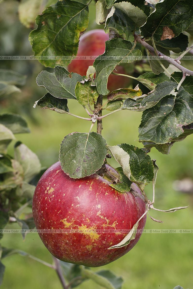 Malus domestica apple 'Bismarck'