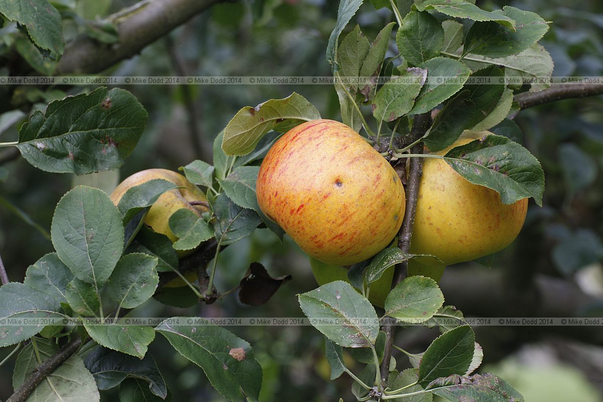 Malus domestica apple 'Bow Hill Pippin'