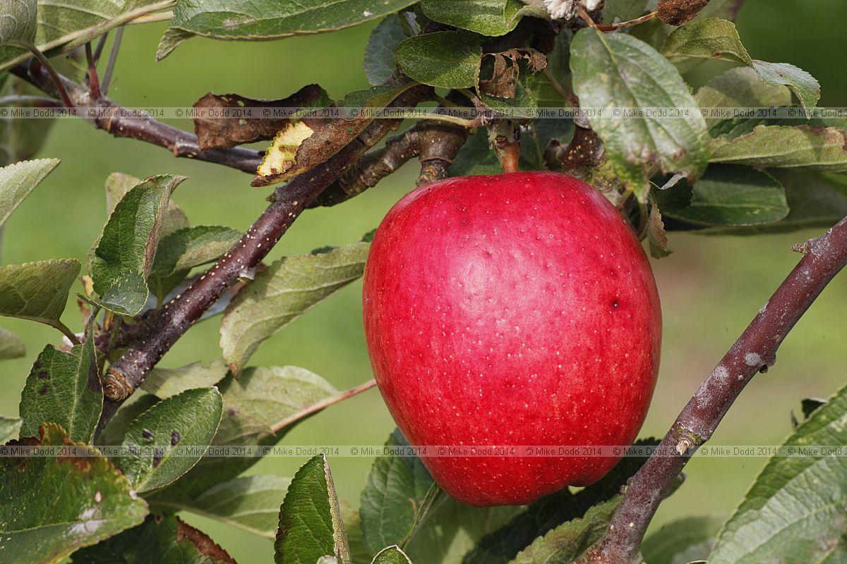 Malus domestica apple 'Braeburn Aporo Mariri Red'