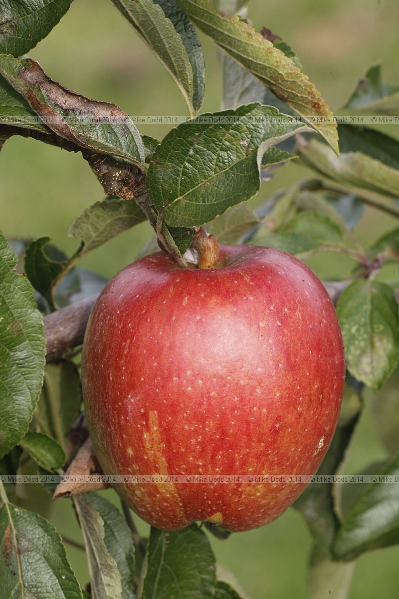 Malus domestica apple 'Braeburn Hillwell'
