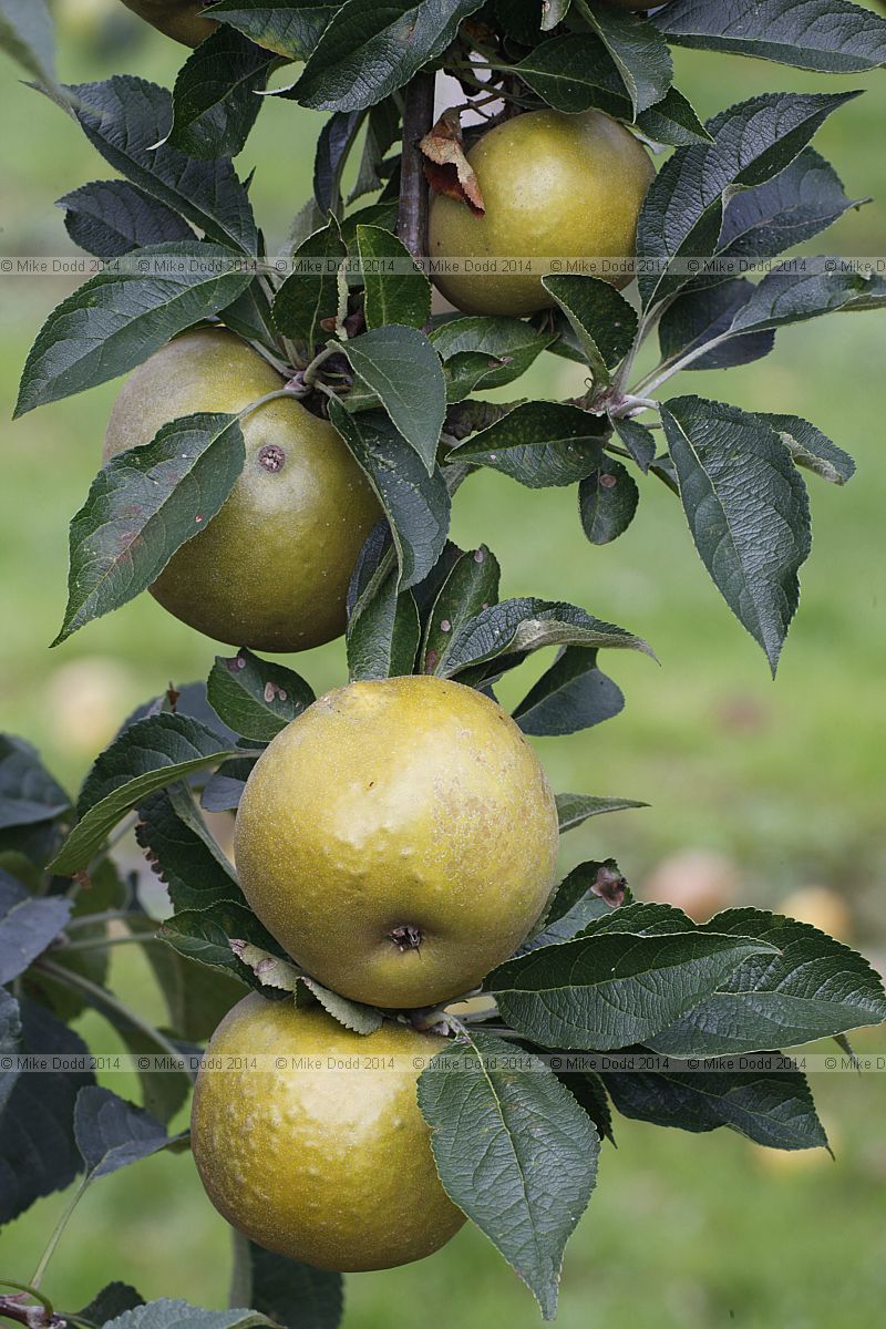 Malus domestica apple 'Brownlees Russet'