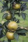 Malus domestica apple 'Brownlees Russet'