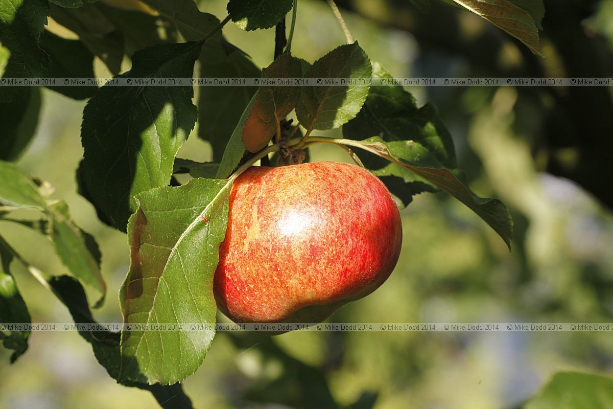 Malus domestica apple 'Cheddar Cross'