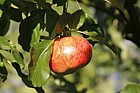 Malus domestica apple 'Cheddar Cross'