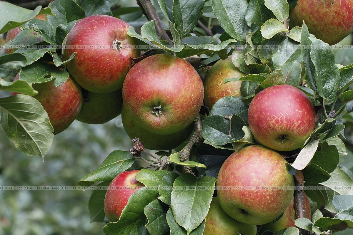 Malus domestica apple 'Chorister Boy'
