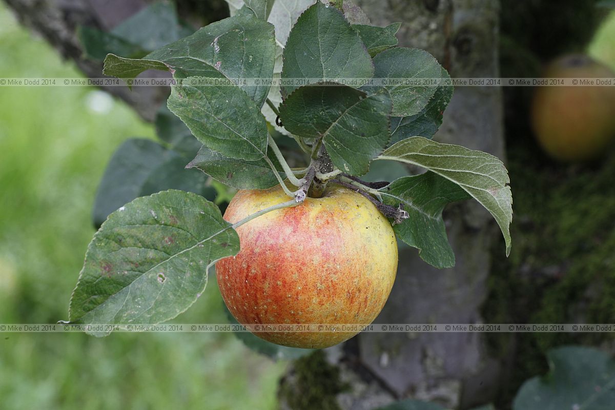 Malus domestica apple 'Christmas Pearmain'
