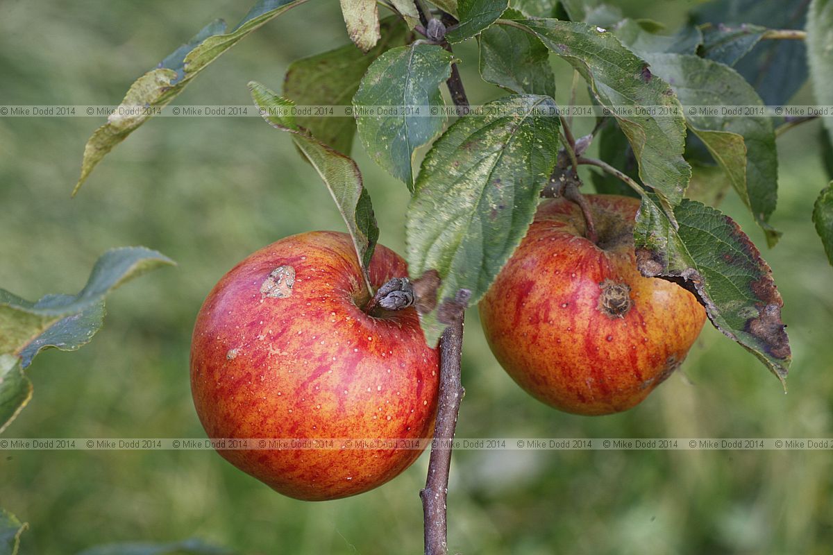 Malus domestica 'Christmas Pippin'
