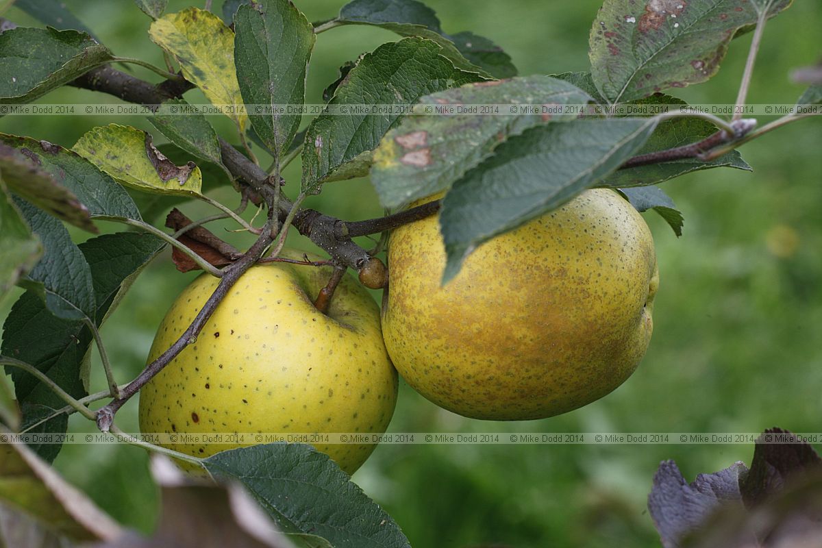 Malus domestica 'Cockle Pippin'