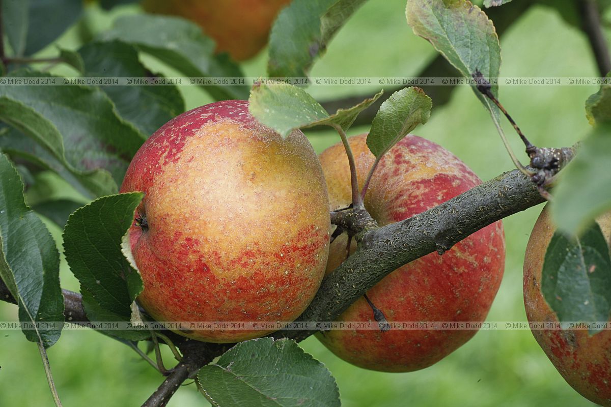 Malus domestica 'Cornish Aromatic'