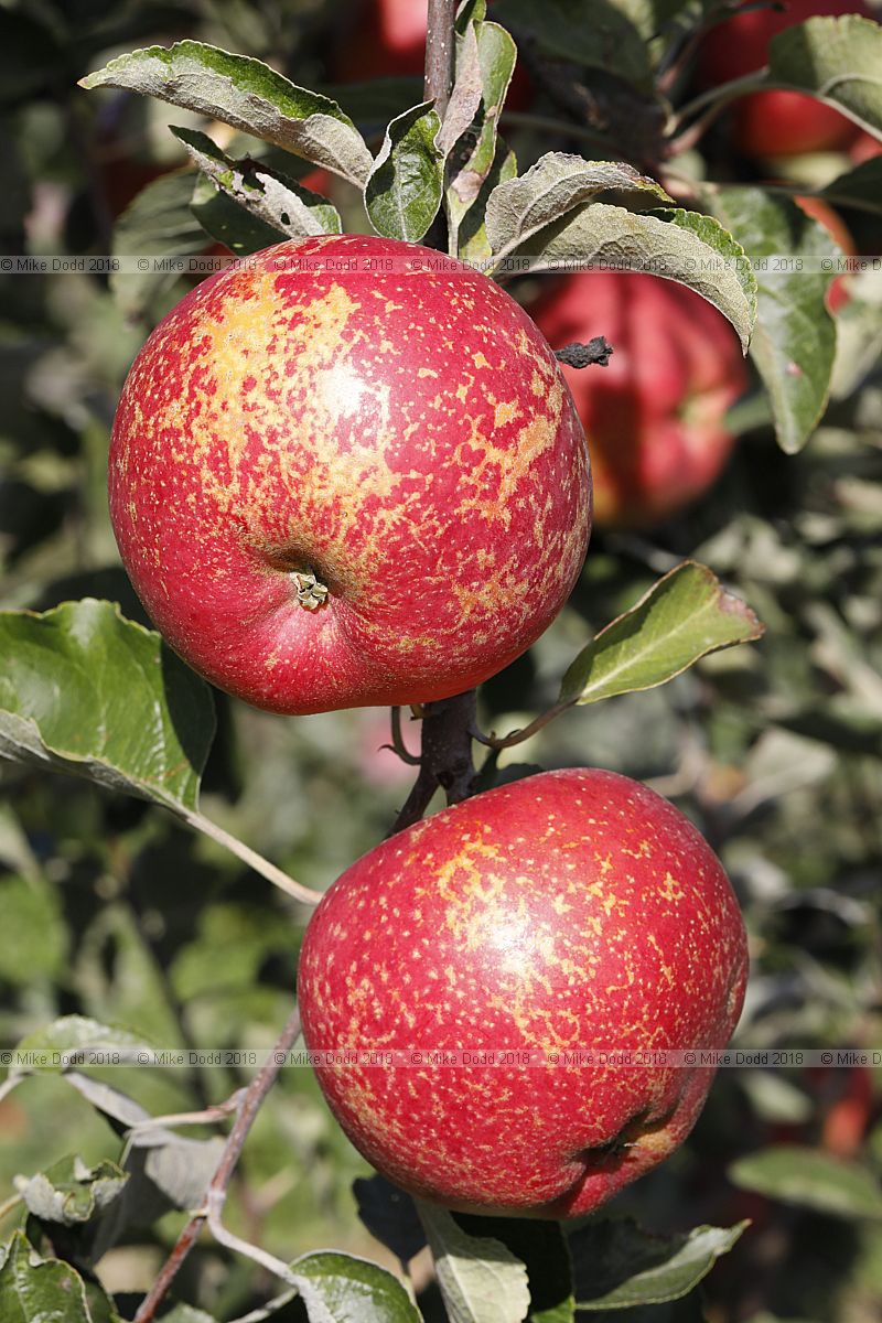 Malus domestica 'Cornish Aromatic'