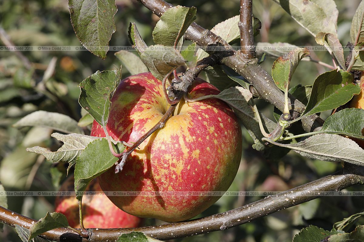 Malus domestica 'Cornish Aromatic'