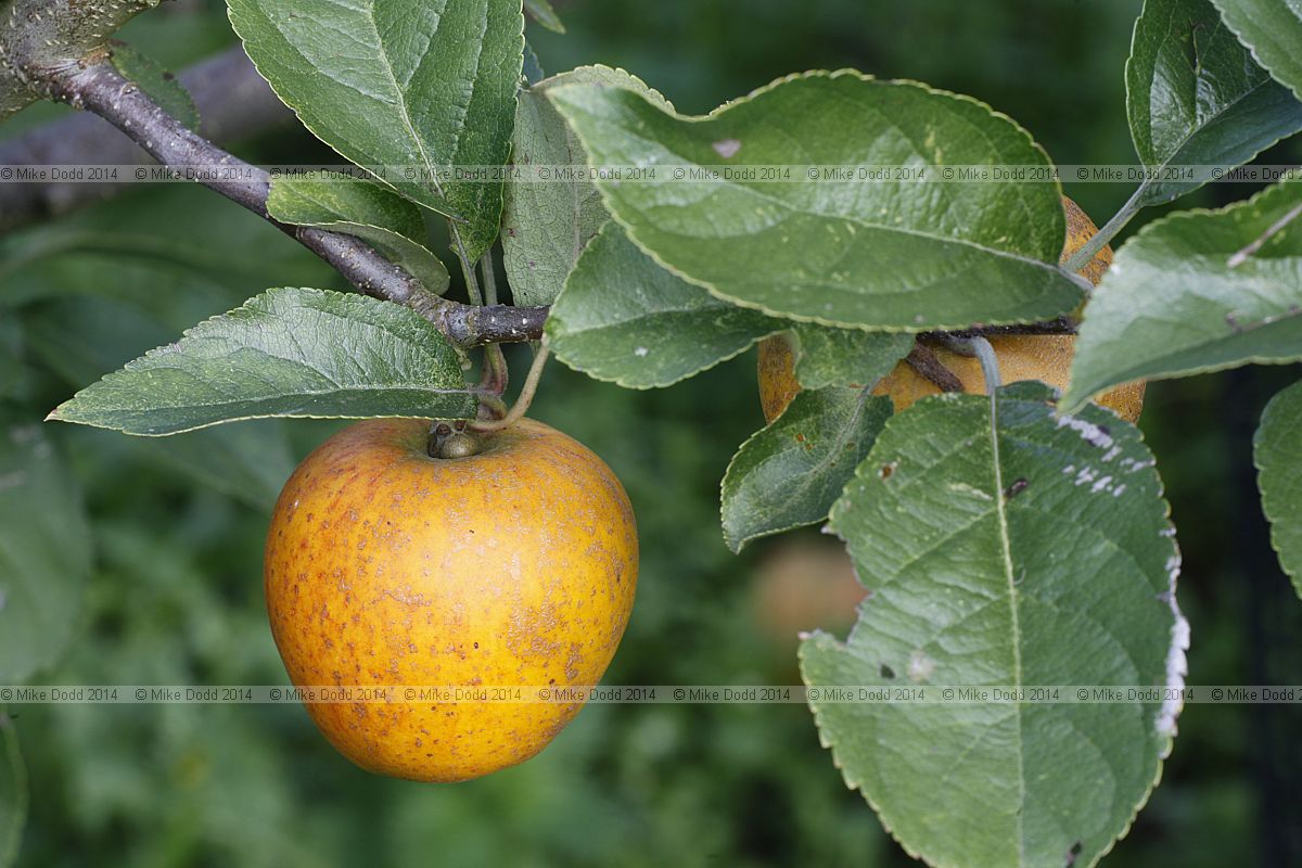 Malus domestica apple 'Court of Wick'