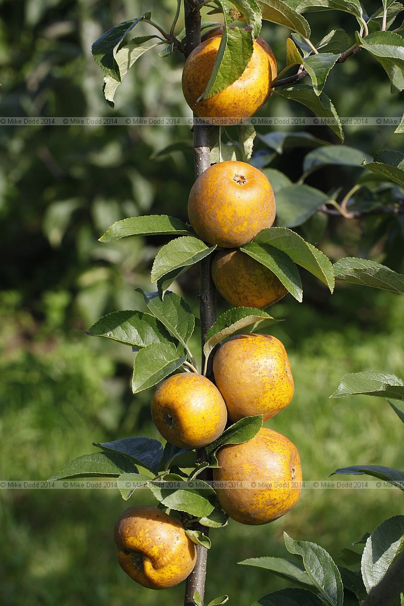 Malus domestica apple 'Court of Wick'
