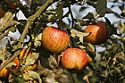 Malus domestica apple 'Cox's Orange Pippin'
