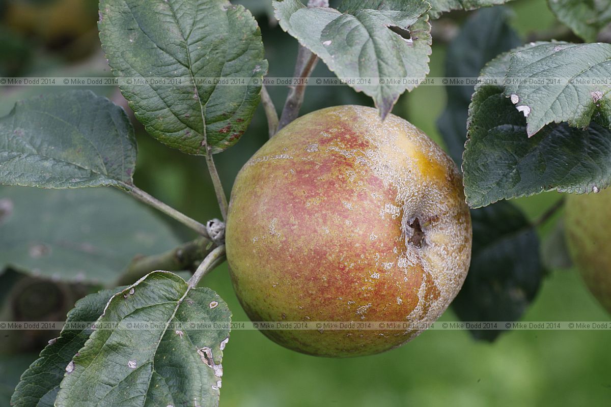 Malus domestica 'D'Arcy Spice'