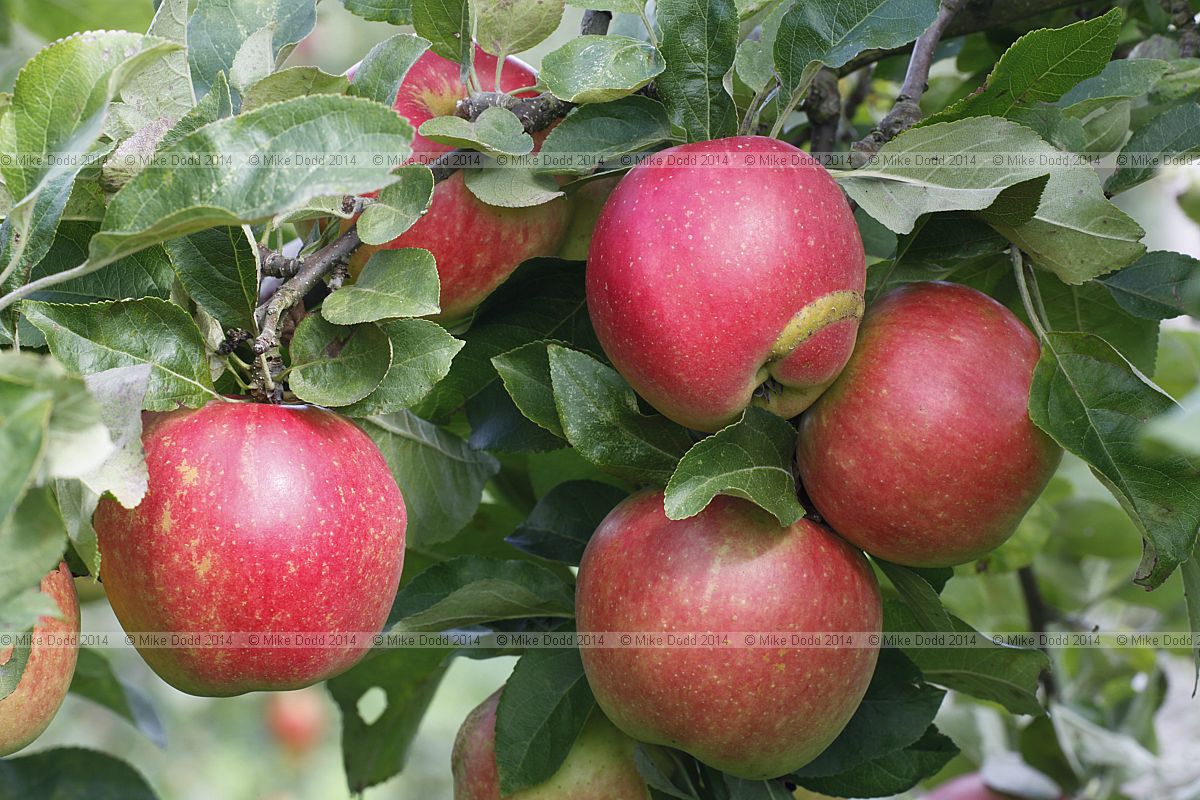 Malus domestica apple 'Delgollune'
