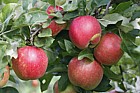 Malus domestica apple 'Delgollune'