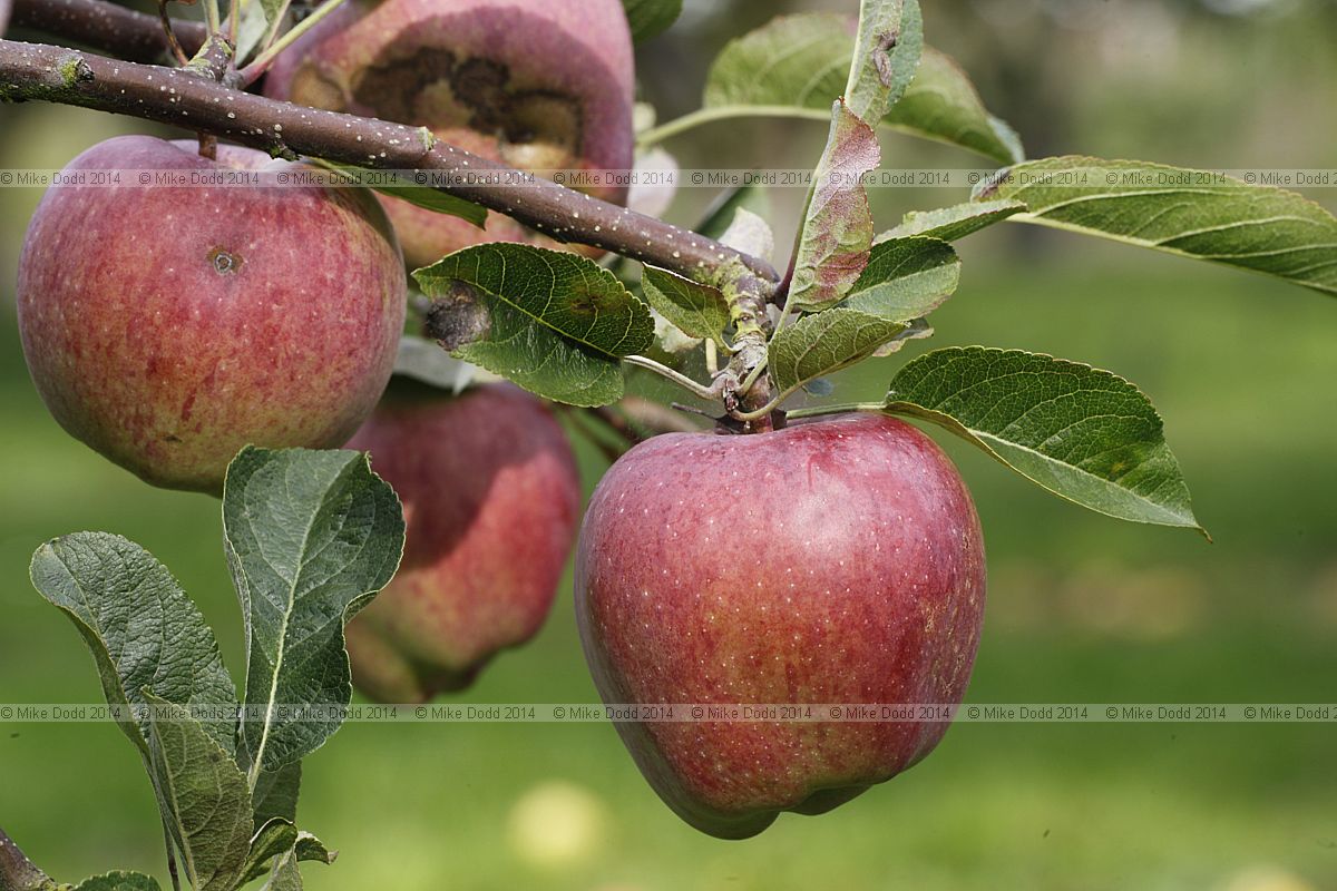 Malus domestica apple 'Delicious'