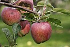 Malus domestica apple 'Delicious'