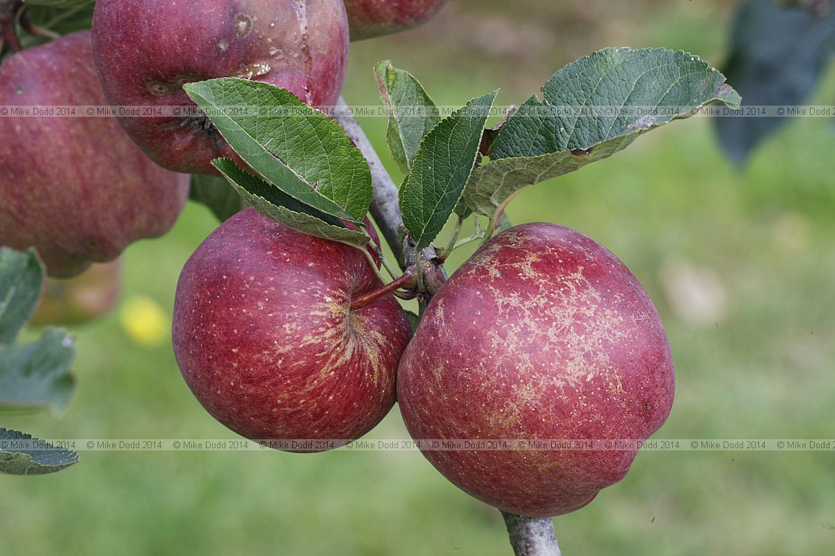 Malus domestica apple 'Delicious'
