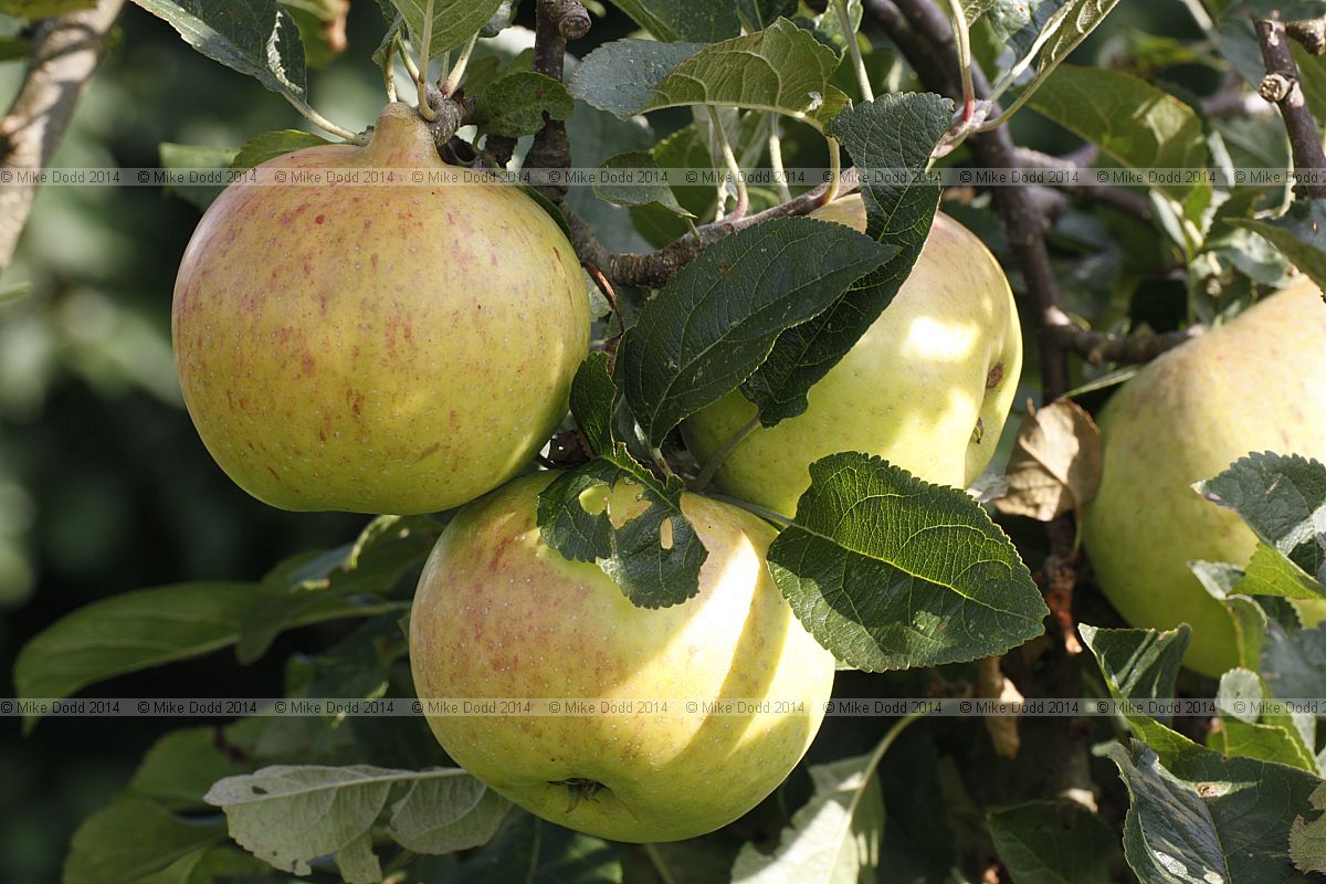 Malus domestica apple 'Dummellor's Seedling'