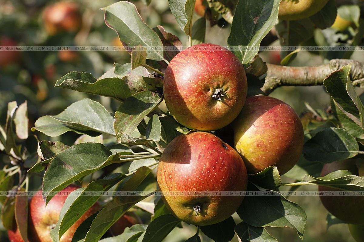 Malus domestica apple 'Easter Orange'