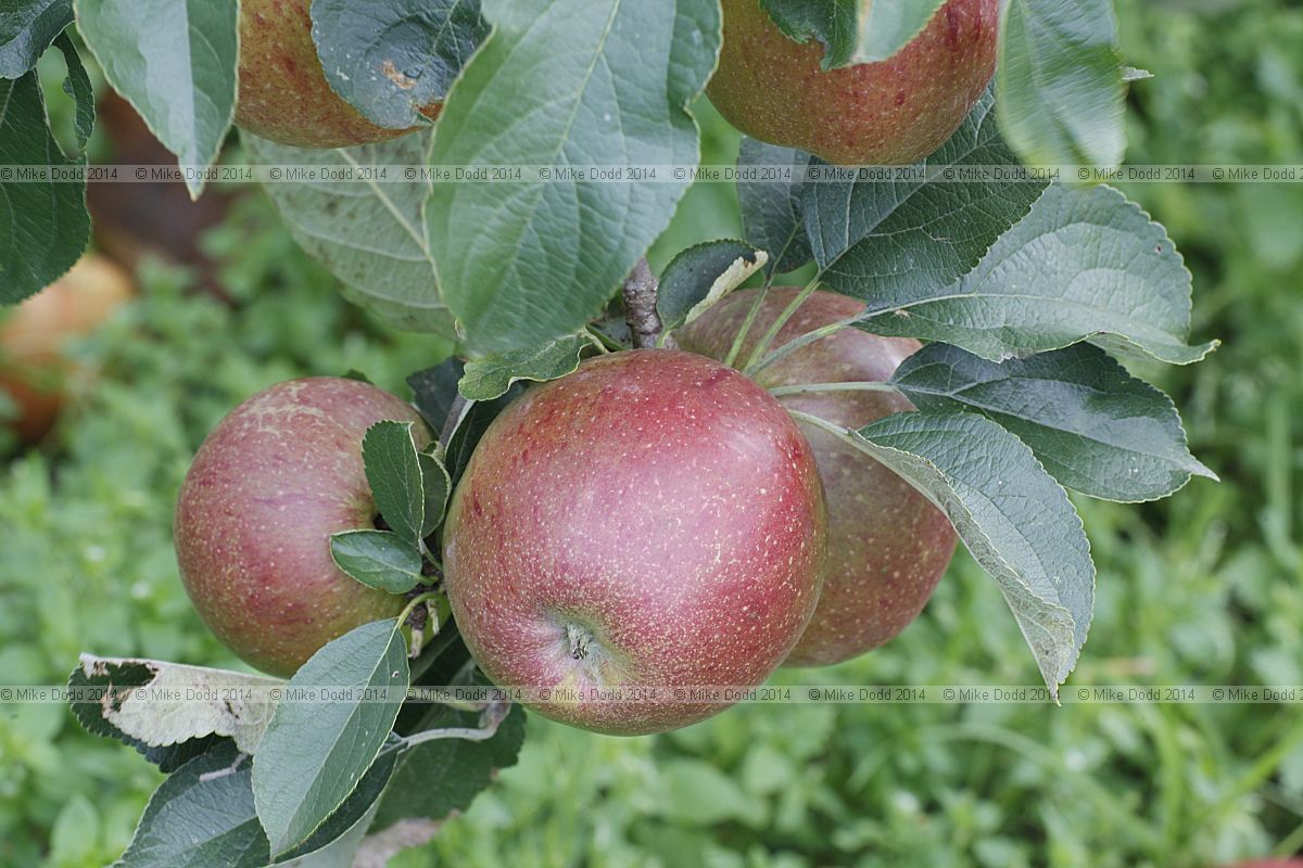Malus domestica 'Eidener Klumpke'