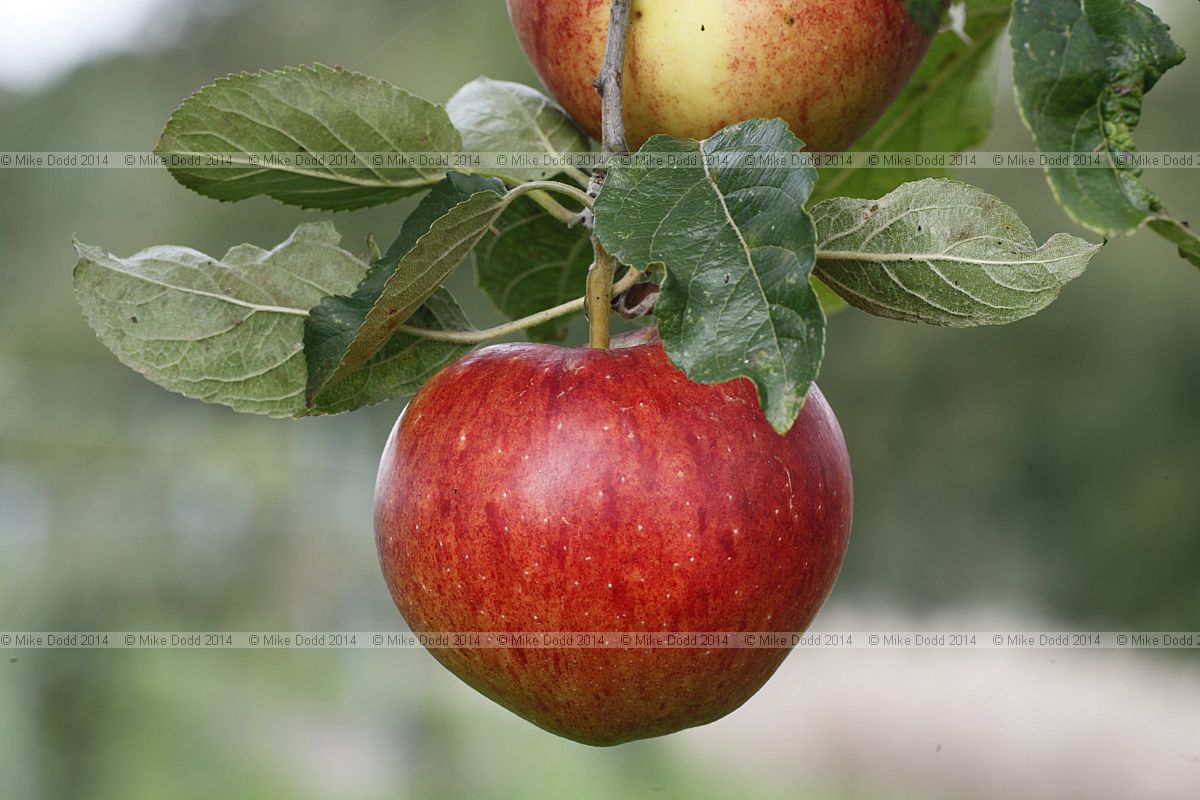 Malus domestica apple 'Fiesta'