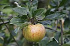 Malus domestica apple 'Fillingham Pippin'