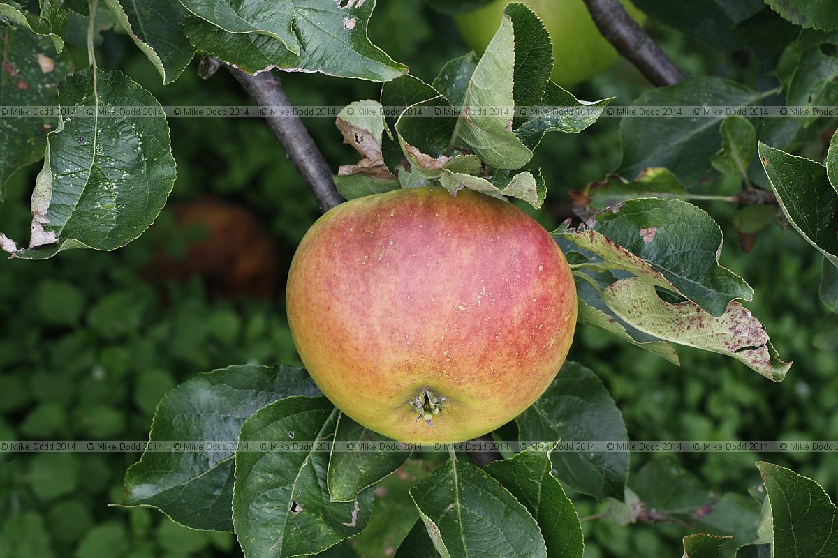 Malus domestica apple 'George Fox'