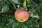 Malus domestica apple 'George Fox'