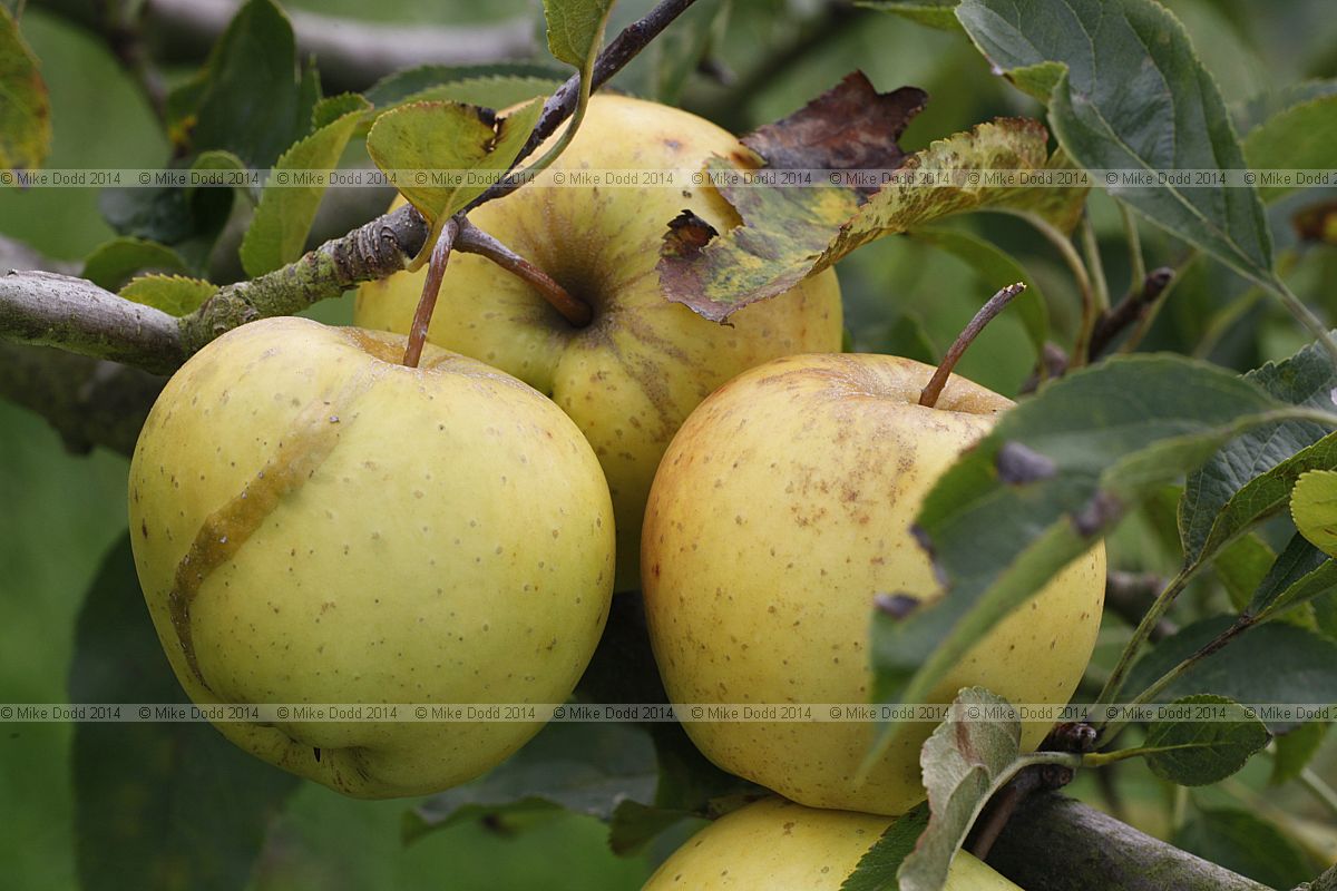 Malus domestica 'Golden Delicious'