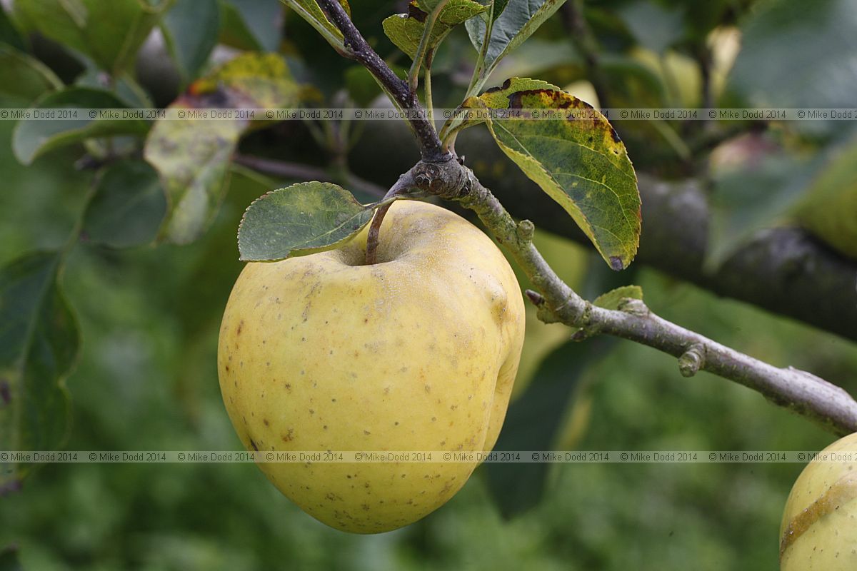 Malus domestica 'Golden Delicious'