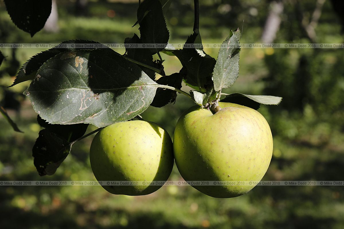 Malus domestica 'Golden Pippin'