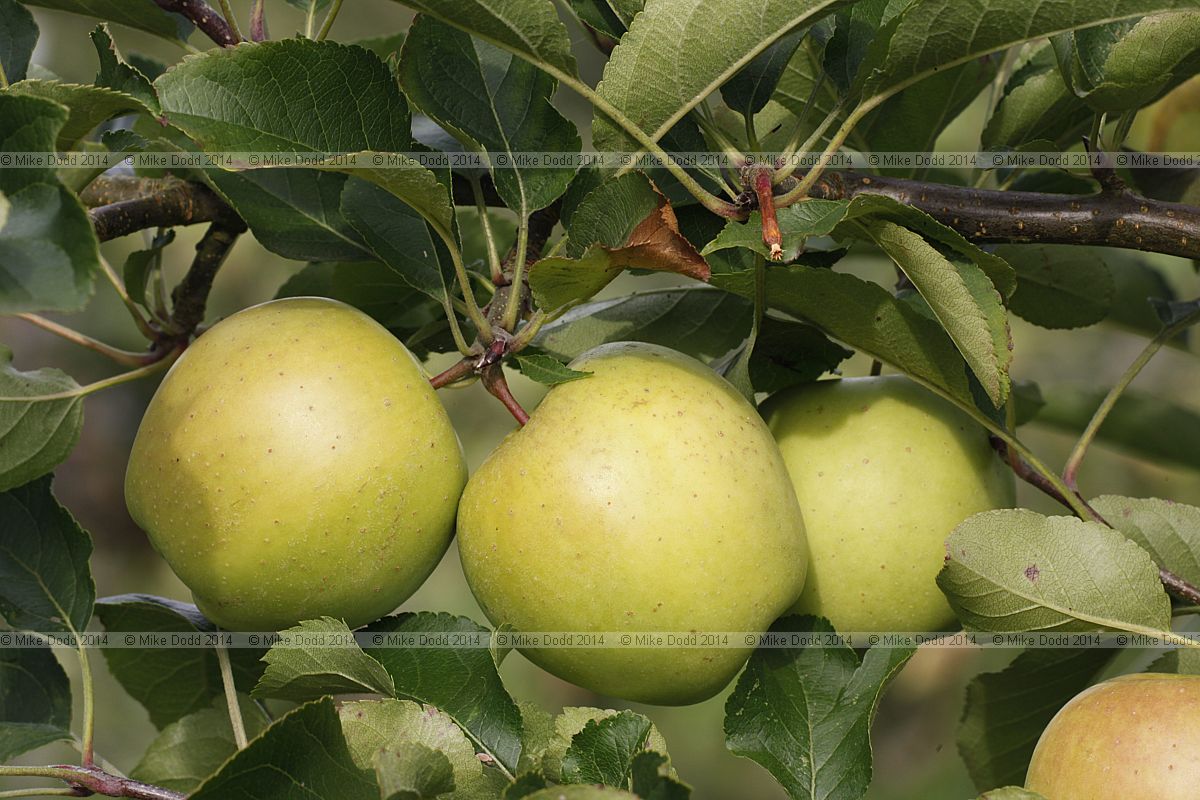 Malus domestica apple 'Goldrush'