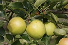 Malus domestica apple 'Goldrush'