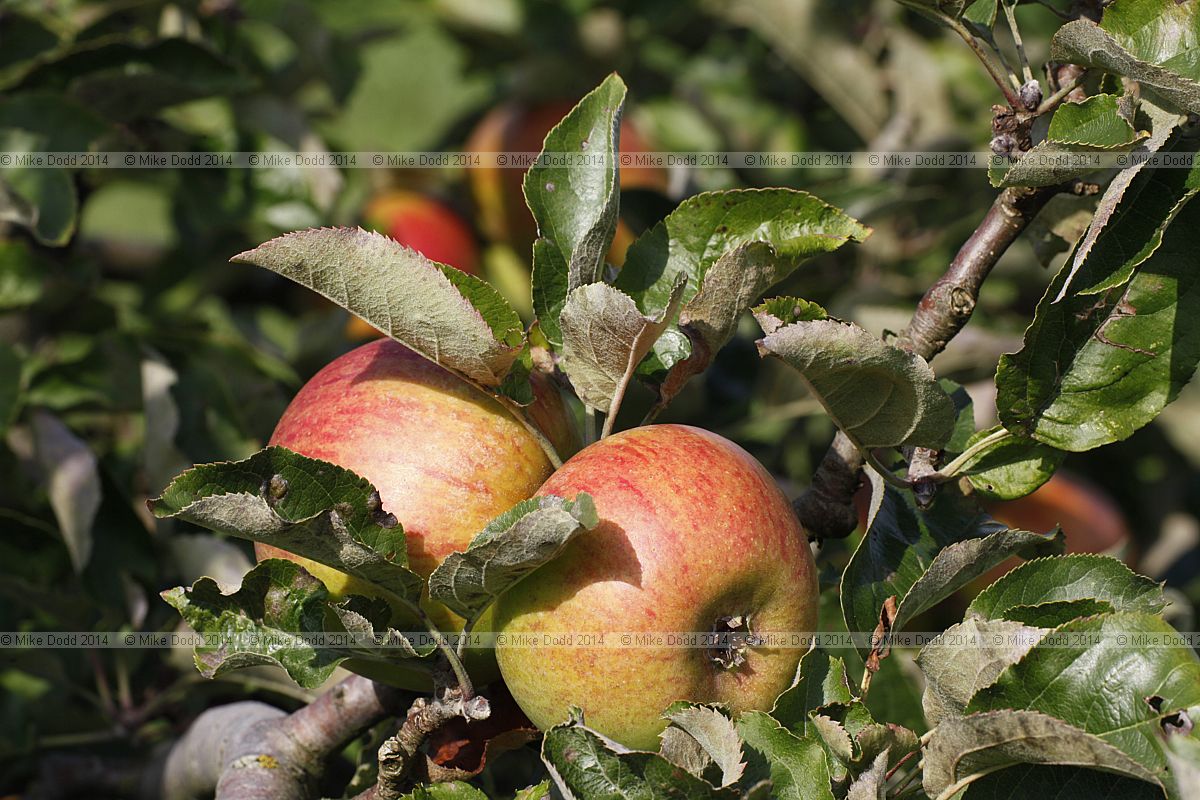Malus domestica apple 'Grange's Pearmain'
