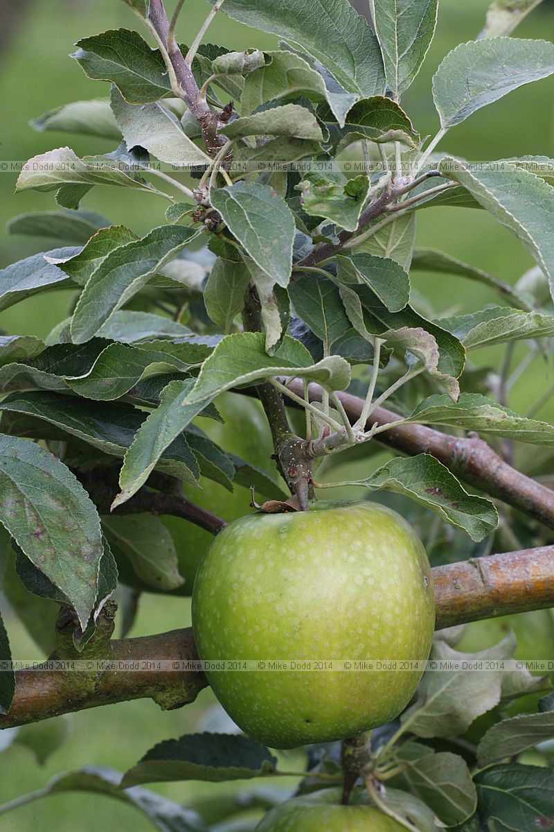 Malus domestica apple 'Granny Smith'