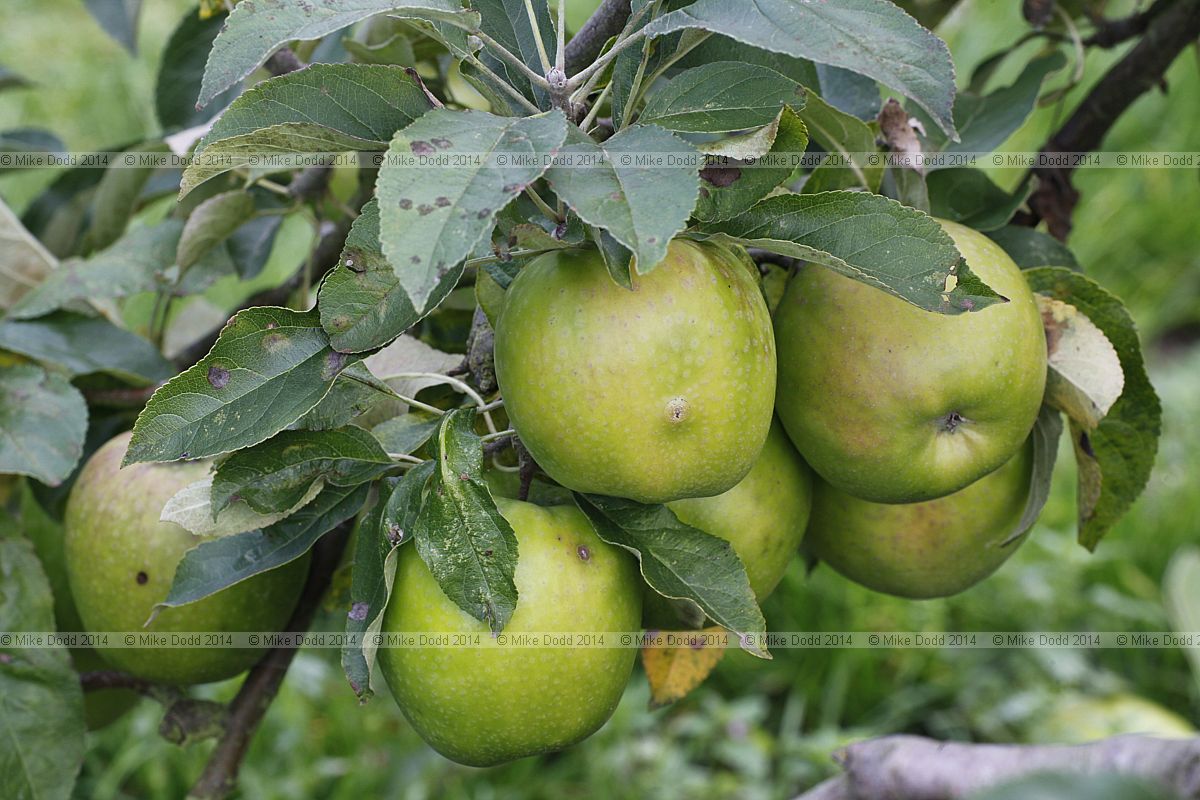 Malus domestica 'Granny Smith'