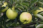 Malus domestica apple 'Grimes Golden'