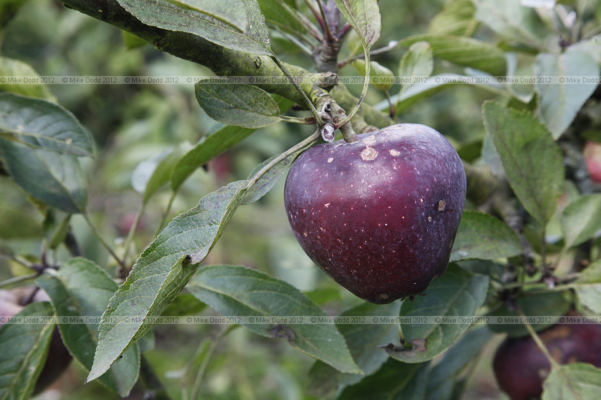 Malus domestica 'Hardispur Delicious' Apple