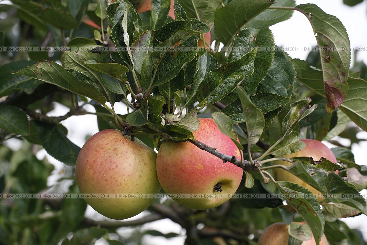 Malus domestica apple 'Harry Pring'