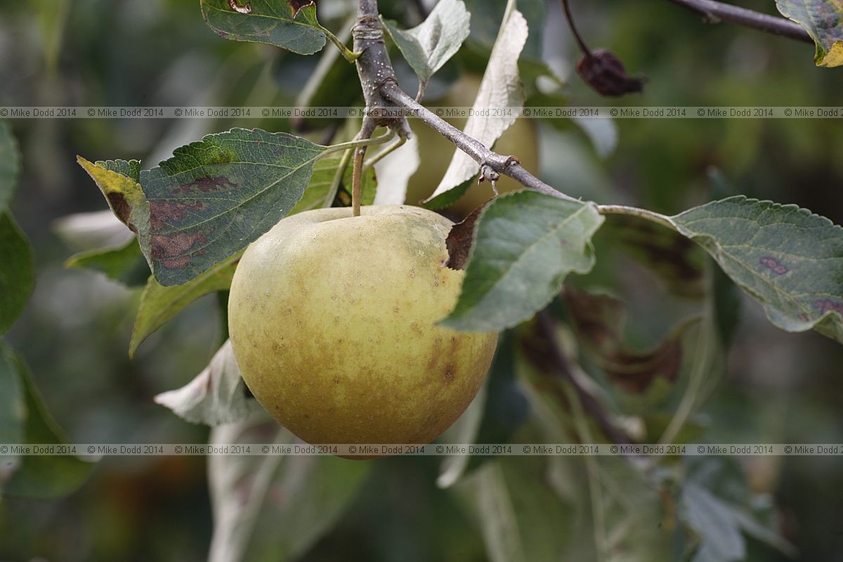 Malus domestica apple 'Herefordshire Russet'